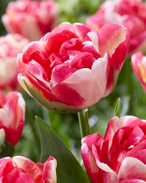 Tulip Double Blizz Bulbs — Buy Online At Farmer Gracy Uk