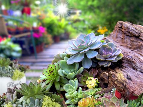 Succulent Garden Design Planning Growing And Care Of Succulent Garden