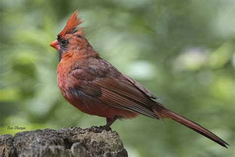 Northern Cardinal Male Cardinalis Cardinalis Stopping Flickr