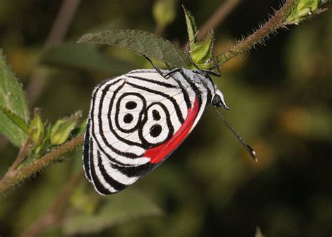 Top 10 Most Beautiful Butterflies In The World With Details