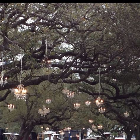 Chandeliers Hanging In Oak Trees In Houston Texas Wedding Lights Oak