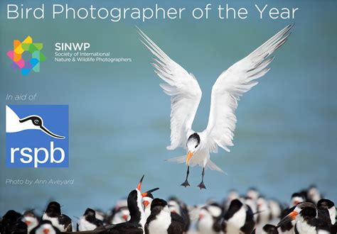 Sinwp Bird Photographer Of The Year 2019 In Aid Of Rspb Until 30