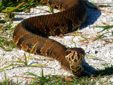 What Is A Water Moccasin With Pictures