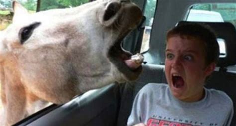 The Next 8 Greatest Animal Photobombs Of All Time Pics