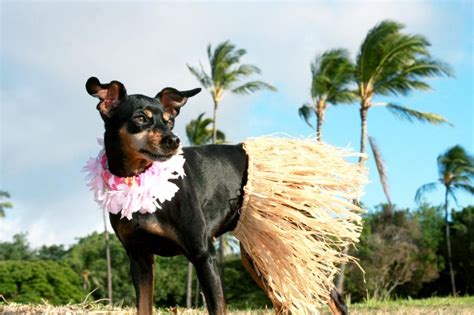 167 Hawaiian Dog Names With Aloha Spirit Lovetoknow Pets