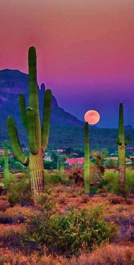 Saguaro Cactus Sunset Picacho Peak Arizona Beautiful Landscapes