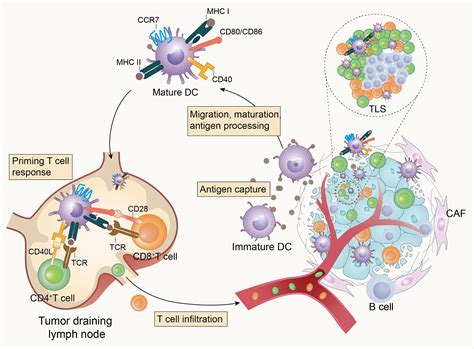 Frontiers Impaired Function Of Dendritic Cells Within The Tumor