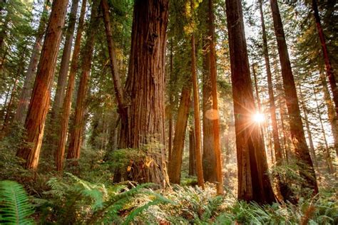 15 Stunning Things To Do In Redwood National Park 2023