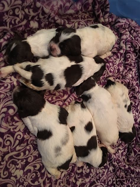 Field Bred English Springer Spaniel Puppies For Sale ⋆ Prairierose