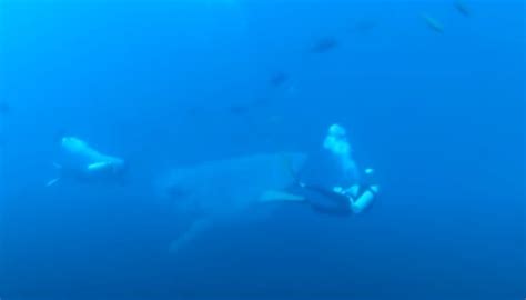Do Whale Sharks Feel Pain Exploring The Neurobiology Of The Giant Oceanic Creature Balisharks Com