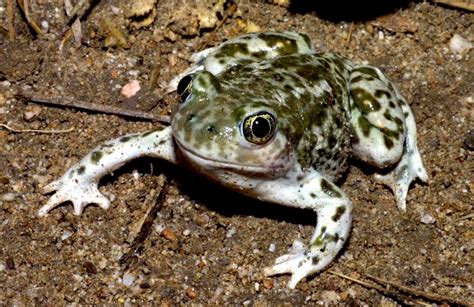 Western Spadefoot Toad Natural History On The Net