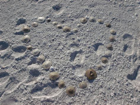 How To Find A Sand Dollar On The Beachwith Video