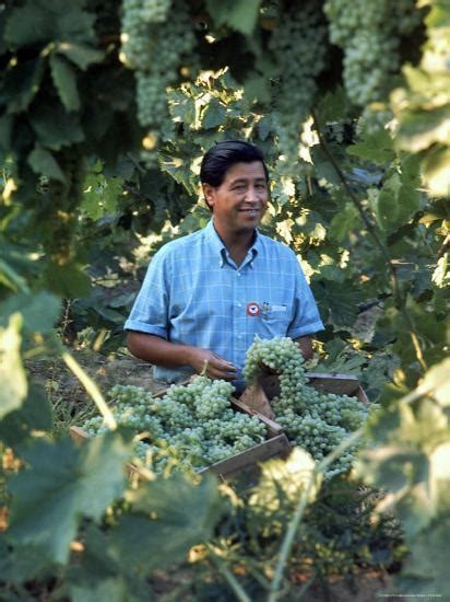 United Farm Workers Leader Cesar Chavez Standing In A Vineyard During
