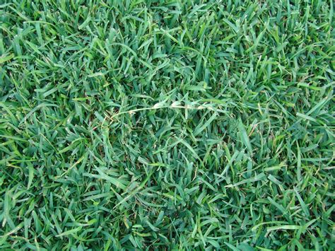 The 3 Most Common Grass Types In Jacksonville Fl