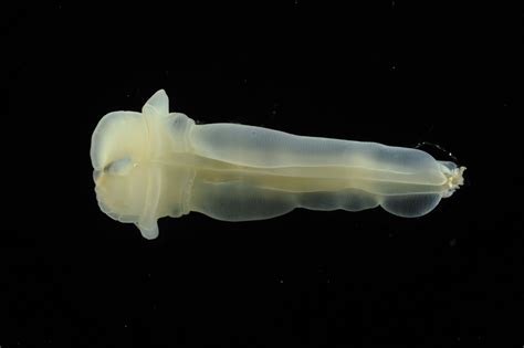 New Creatures From The Deep Identified By Aberdeen Scientists News
