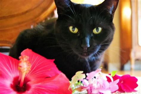 Are Hibiscus Poisonous To Pets Cats Dogs And Other Animals