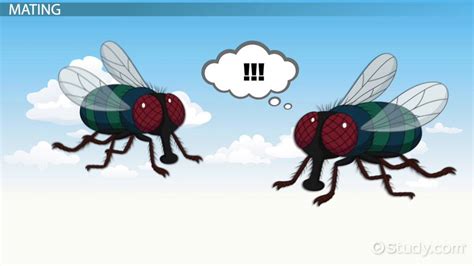 Housefly Reproduction Mating And Life Cycle Lesson