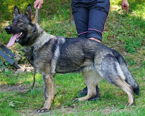 Protection Trained German Shepherds For Sale Red Rock K9