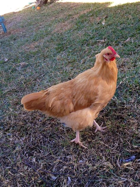 Buff Orpington Gender Page 5 Backyard Chickens Learn How To Raise Chickens