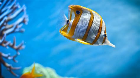 Wallpaper Animals Sea Water Fish Yellow Blue Wildlife