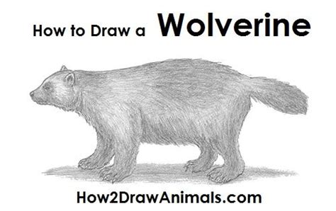 How To Draw A Wolverine Wolverine Animal Wolverine Artwork Teddy