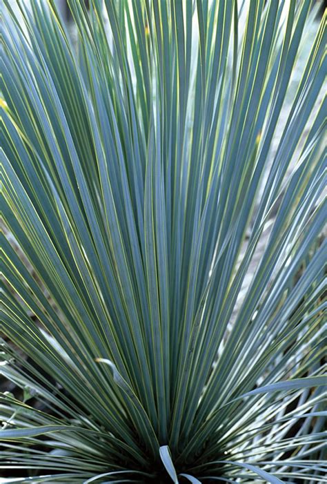1865 x 818 jpeg 202 кб. Regional Gardens Submitted by Our Readers | Yucca plant ...