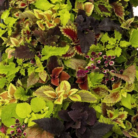 He is a dark wizard bent on securing unmatched power and achieving immortality through the practice of the dark arts. North Carolina Farms, Inc. - Wholesale Starter Plants