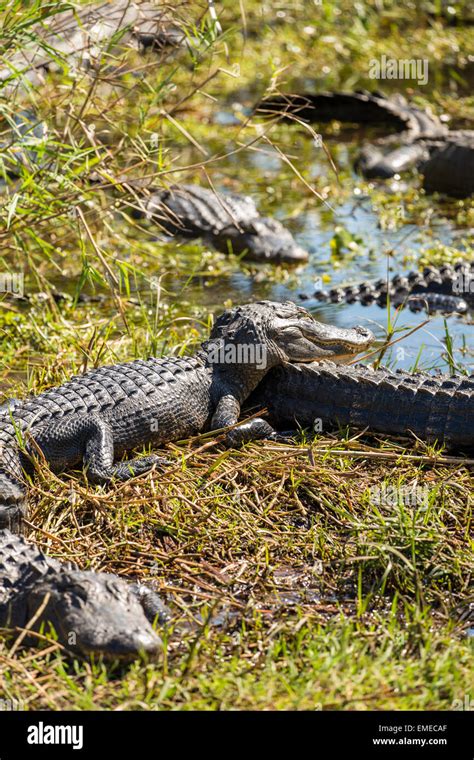 American Alligators Alligator Mississippiensis Resting Along The