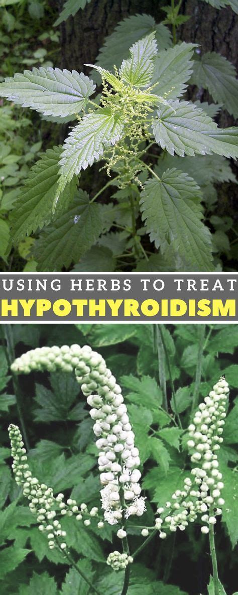 Using Herbs To Treat Hypothyroidism With Images Hypothyroidism