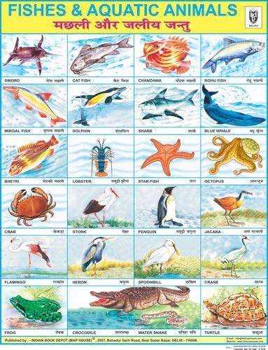 Pin on fishes