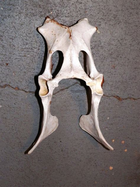 Real Bone Found Bone Large Pelvic Bone Deer Taxidermy