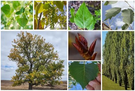 12 Different Types Of Poplar Trees And Their Identifying Features