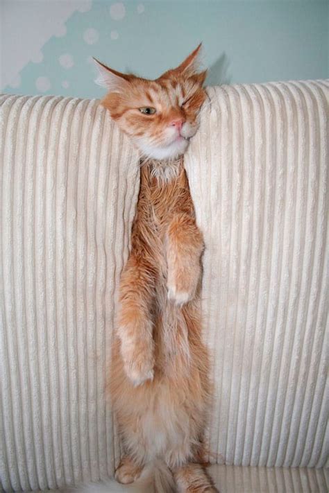 These Awkward Photos Of Cats Stuck