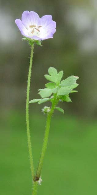 Flowers are used for decoration, celebrities, gifts and also as food. Nemophila phacelioides