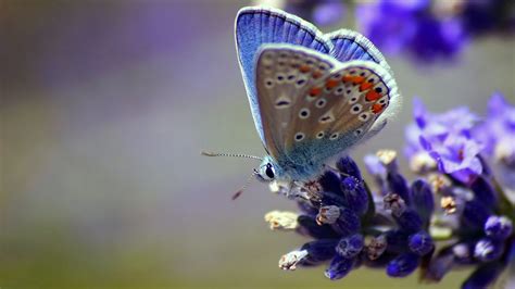 Butterfly Flower Wings Hd Animals 4k Wallpapers Images