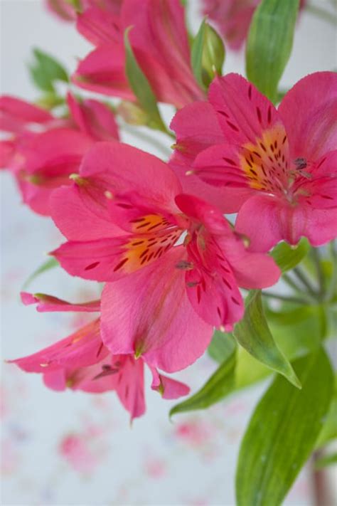 Once a flower is out of water for a few seconds the stems dries up, so it needs to. Alstroemeria : a long-lasting cut flower | Flowerona