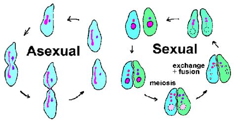 Asexual Reproduction Cell Division