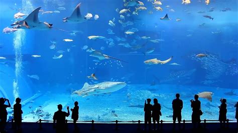 Full Hd 1080p Okinawa Churaumi Aquarium Youtube