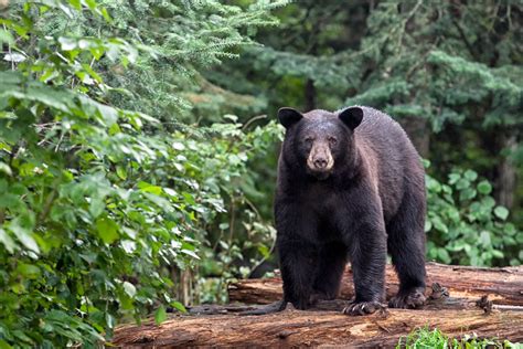 The Biggest Black Bears Ever Hunted Wide Open Spaces