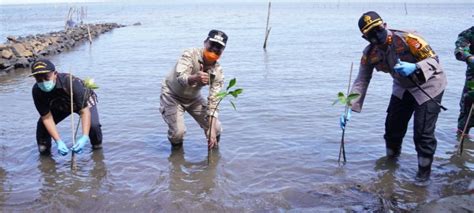 Andi Sudirman Selaku Ketua Umum Mes Tanam Mangrove Di Pesisir Paria Lau