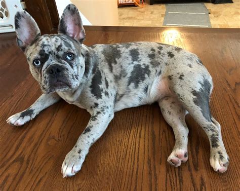 Blue Merle French Bulldog Everything You Want To Know Fbdt