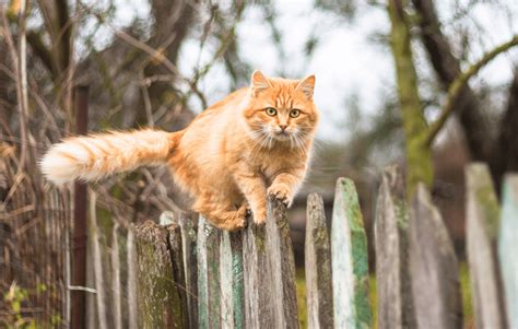 Why Cats Love Jumping Over The Fence 6 Effective Ways To Stop Jumping