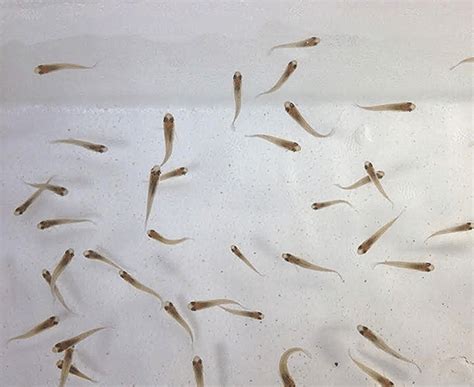 Gambusia Mosquito Fish Eats Mosquito Larvae Imperial Tropicals