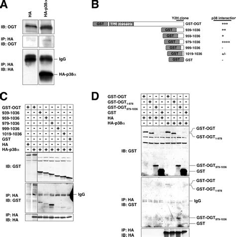 P38 Interacts With The C Terminus Of Ogt A Lysates From Neuro 2a