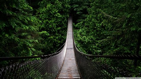 Hanging Bridge Surrounded By Trees Hd Wallpaper Wallpaper Flare