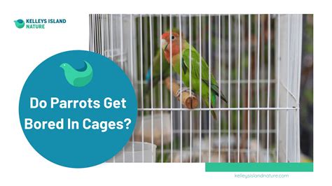 Do Parrots Get Bored In Cages Safe Tips To Prevent
