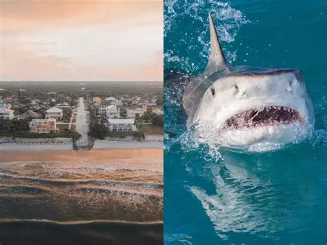 Why This Small Florida County Became The Shark Bite Capital Of The