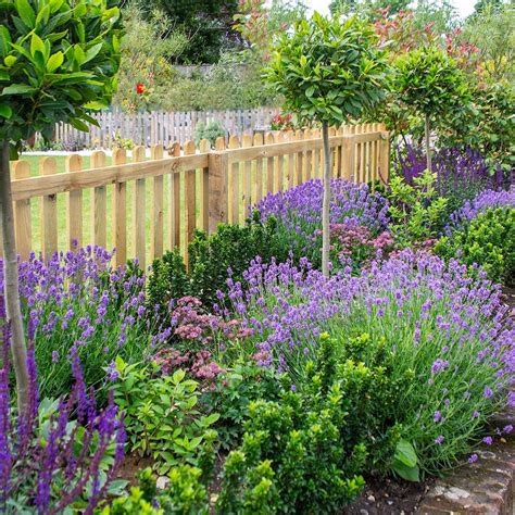 Grow Lavender In Your Herb Garden The Home Depot