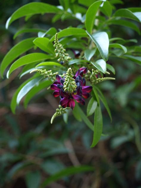 Evergreen flowering vines zone 6. 78 Best images about Vines on Pinterest | Fast growing ...