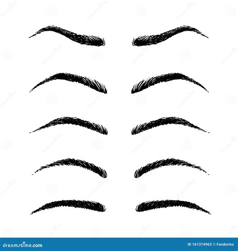 Basic Eyebrow Shape Types Vector Illustration 76223692